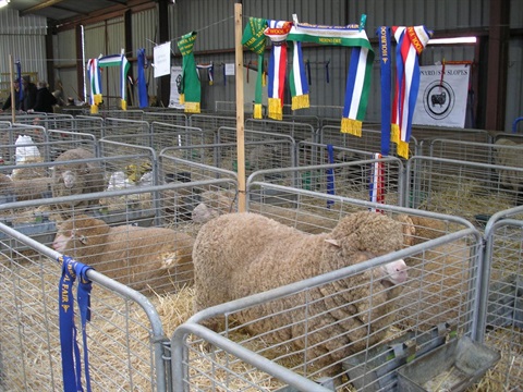 Holbrook-Sheep-and-Wool-Fair-2010-6.jpg