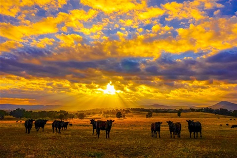 leanne-bickley-cattle-at-sunrise.jpg