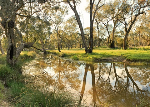 Gum%20Swamp%20Oct%202016%20L12%20O%20Landscape%20Merriman%20Luke%201.jpg